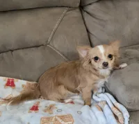 Sugar, a female Chihuahua for sale in Joppa, AL – Photo 2 of 3