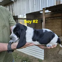 Boy #2, a male Basset Hound for sale in Joppa, AL – 5 of 7