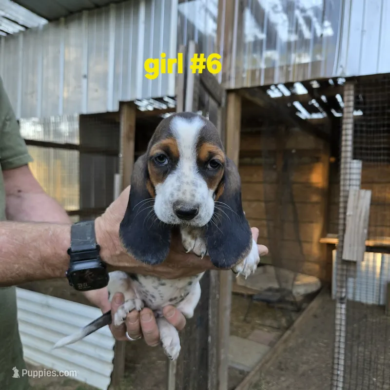 Girl #6, a female Basset Hound for sale in Joppa, AL – 1 of 8