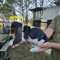Girl #3, a female Basset Hound for sale in Joppa, AL – 3 of 5