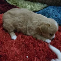 Ginger boy, a male Chihuahua for sale in Joppa, AL – 2 of 10