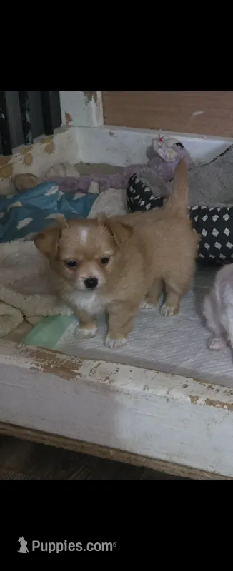 Ginger boy – Chihuahua puppy for sale in Joppa, AL