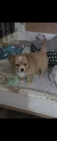 Ginger boy, a male Chihuahua for sale in Joppa, AL – 1 of 5
