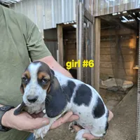 Girl #6, a female Basset Hound for sale in Joppa, AL – 8 of 8