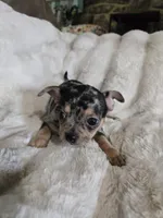 Merle Girl, a female French Bulldog and Chihuahua for sale in Joppa, AL – Photo 6 of 8