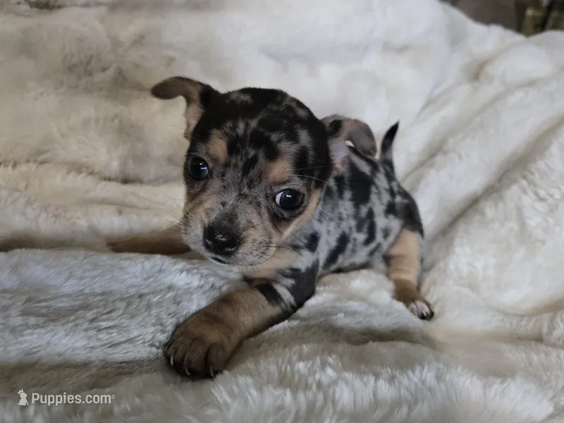 Merle Girl – French Bulldog, Chihuahua puppy for sale in Joppa, AL