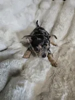 Merle Girl, a female French Bulldog and Chihuahua for sale in Joppa, AL – Photo 3 of 8