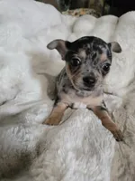 Merle Girl, a female French Bulldog and Chihuahua for sale in Joppa, AL – Photo 5 of 8