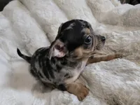 Merle Girl, a female French Bulldog and Chihuahua for sale in Joppa, AL – Photo 2 of 8