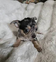 Merle Girl, a female French Bulldog and Chihuahua for sale in Joppa, AL – Photo 4 of 8