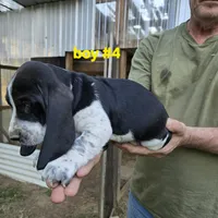 Boy #4, a male Basset Hound for sale in Joppa, AL – 6 of 6