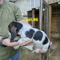 Girl #6, a female Basset Hound for sale in Joppa, AL – 7 of 8