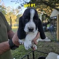 Girl #1, a female Basset Hound for sale in Joppa, AL – 4 of 4
