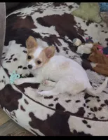 Frosty , a male Chihuahua for sale in Joppa, AL – 2 of 6