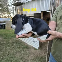 Boy #4, a male Basset Hound for sale in Joppa, AL – 5 of 6