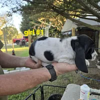 Girl #1, a female Basset Hound for sale in Joppa, AL – 3 of 4