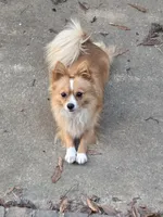 Frosty , a male Chihuahua for sale in Joppa, AL – 6 of 6