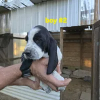 Boy #2, a male Basset Hound for sale in Joppa, AL – 2 of 7