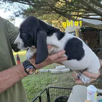 Girl #1, a female Basset Hound for sale in Joppa, AL – 2 of 4