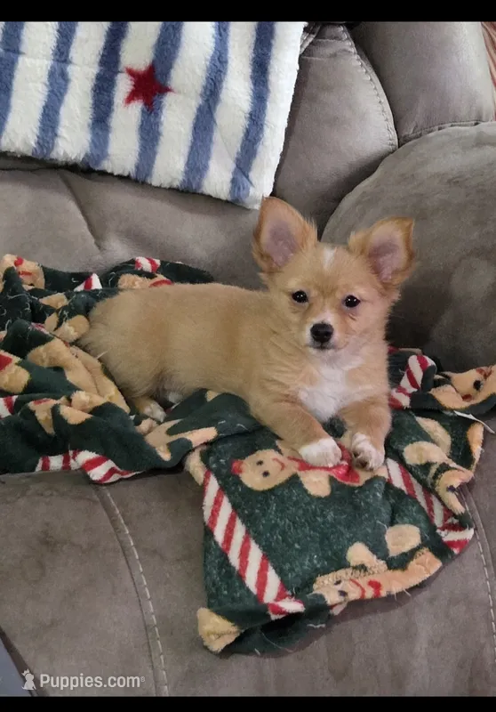 Cornflake – Chihuahua puppy for sale in Joppa, AL