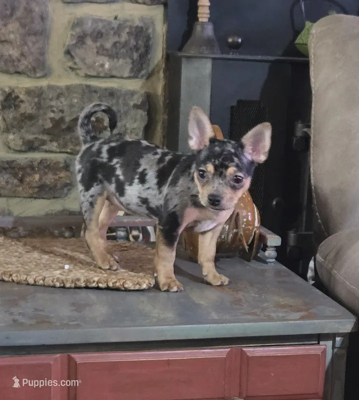 Merle Girl – French Bulldog, Chihuahua puppy for sale in Joppa, AL
