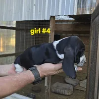 Girl#4, a female Basset Hound for sale in Joppa, AL – 2 of 6