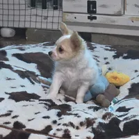White boy, a male Chihuahua for sale in Joppa, AL – 3 of 9