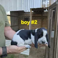 Boy #2, a male Basset Hound for sale in Joppa, AL – 4 of 7