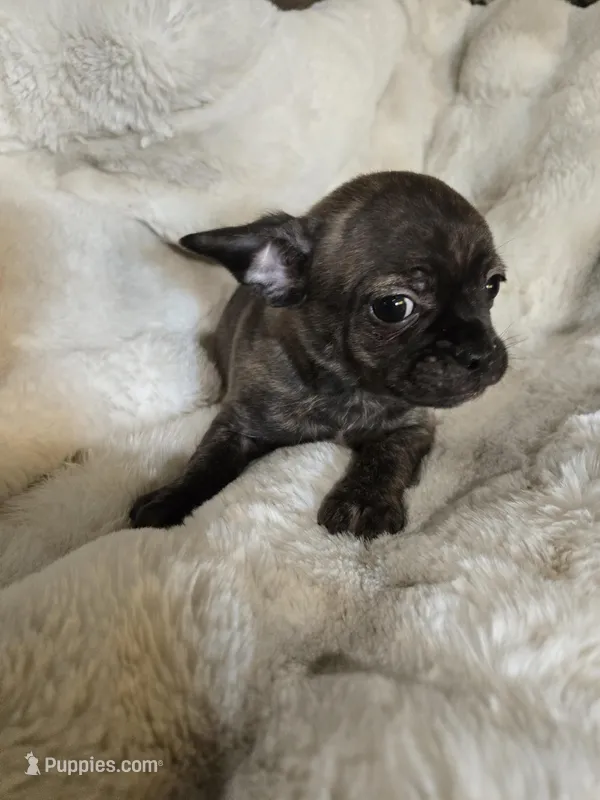 Brindle boy – French Bulldog, Chihuahua puppy for sale in Joppa, AL