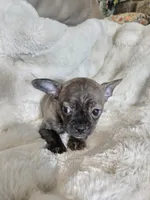 Brindle boy, a male French Bulldog and Chihuahua for sale in Joppa, AL – Photo 5 of 8