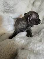 Brindle boy, a male French Bulldog and Chihuahua for sale in Joppa, AL – Photo 8 of 8