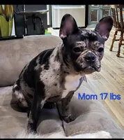 Brindle boy, a male French Bulldog and Chihuahua for sale in Joppa, AL – Photo 4 of 8