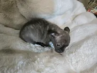 Brindle boy, a male French Bulldog and Chihuahua for sale in Joppa, AL – Photo 7 of 8