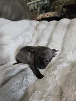 Brindle boy, a male French Bulldog and Chihuahua for sale in Joppa, AL – Photo 6 of 8