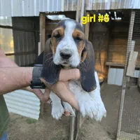 Girl#5, a female Basset Hound for sale in Joppa, AL – 2 of 7