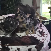 Capri, a female French Bulldog and Chihuahua for sale in Joppa, AL – 3 of 5