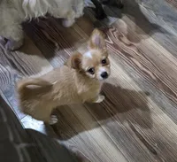 Ginger boy, a male Chihuahua for sale in Joppa, AL – 1 of 7