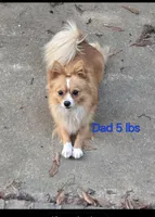 Blue girl, a female French Bulldog and Chihuahua for sale in Joppa, AL – Photo 4 of 5