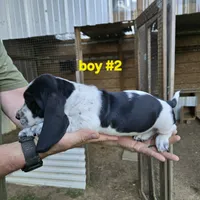 Boy #2, a male Basset Hound for sale in Joppa, AL – 3 of 7