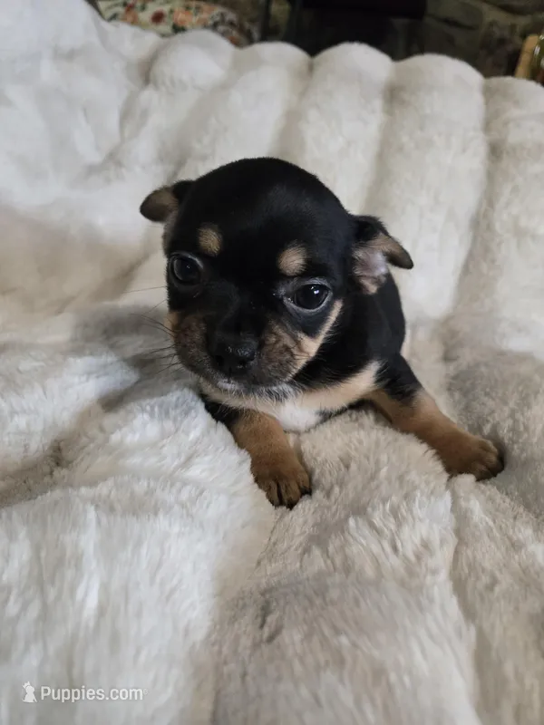 Tri color – French Bulldog, Chihuahua puppy for sale in Joppa, AL