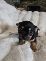 Tri color, a female French Bulldog and Chihuahua for sale in Joppa, AL – Photo 2 of 7