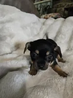 Tri color, a female French Bulldog and Chihuahua for sale in Joppa, AL – Photo 3 of 7