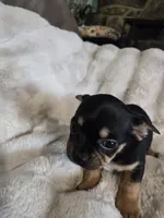 Tri color, a female French Bulldog and Chihuahua for sale in Joppa, AL – Photo 5 of 7