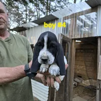 Boy #4, a male Basset Hound for sale in Joppa, AL – 4 of 6
