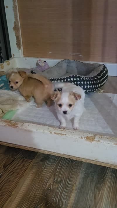 White boy, a male Chihuahua for sale in Joppa, AL – 9 of 9