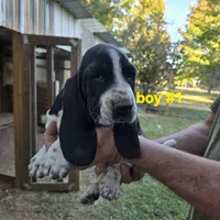 Boy #1, a male Basset Hound for sale in Joppa, AL – 4 of 5