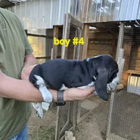 Boy #4, a male Basset Hound for sale in Joppa, AL – 3 of 6