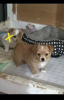Ginger boy, a male Chihuahua for sale in Joppa, AL – 2 of 5