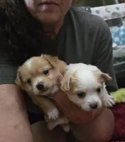 Ginger boy, a male Chihuahua for sale in Joppa, AL – 3 of 10