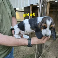 Girl #6, a female Basset Hound for sale in Joppa, AL – 4 of 8